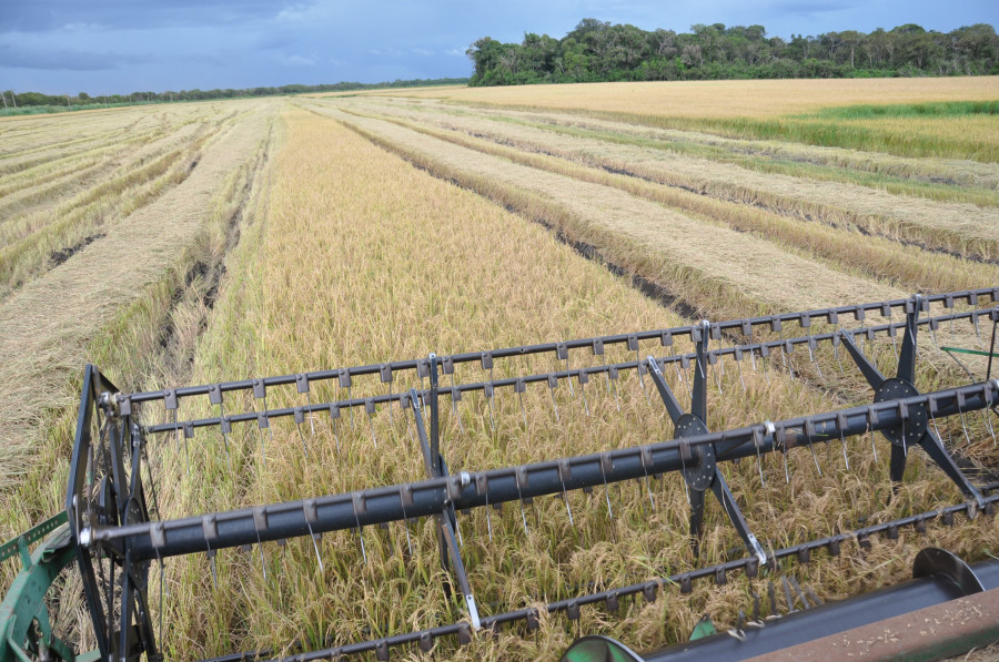 Tocantins se destaca como o 3º maior produtor de arroz do Brasil, com 604 mil toneladas em 2023 - Alfredo Junior