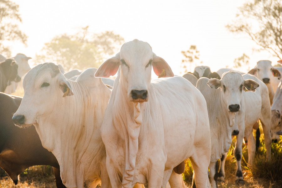 Tocantins avança com mais de 12 milhões de animais e reconhecimento internacional como área livre de febre aftosa sem vacinação