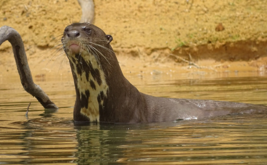 Ao todo, foram percorridos aproximadamente 430 quilômetros por rios e lagos da região - Naturatins/Governo do Tocantins