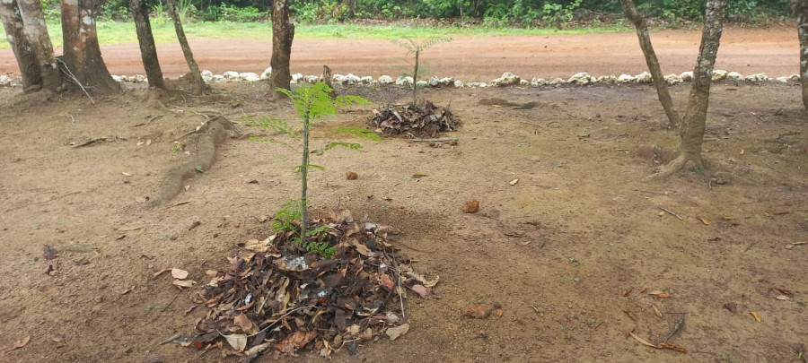 Atividades de práticas foram realizadas pelos brigadistas do Parque Estadual do Cantão - Naturatins/ Governo do Tocantins