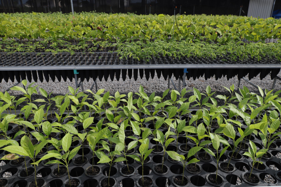 Mudas são produzidas pelos Centros de Recuperação de Áreas Degradadas que estão instalados em Araguatins, . Palmas, Natividade e Gurupi. — Foto: Marcel de Paula/Governo do Tocantins.