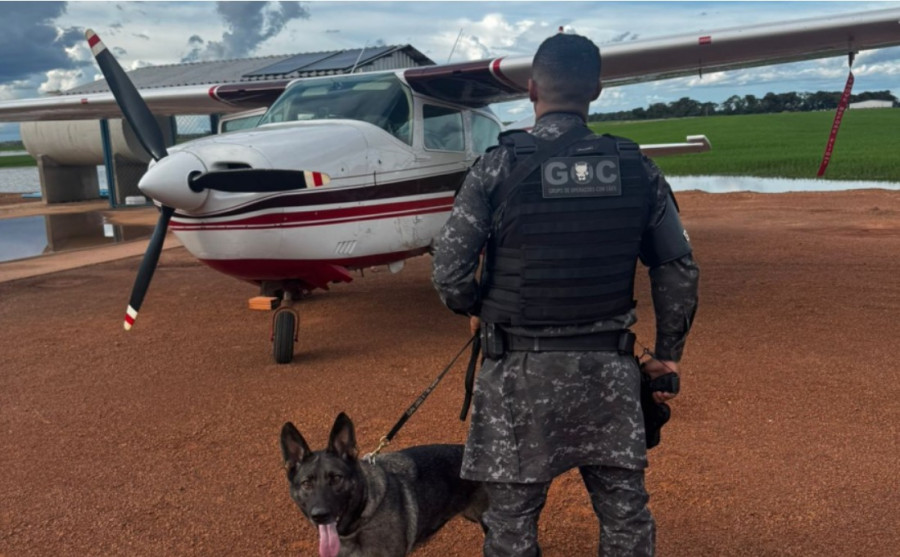 Cão farejador K9 Alfa participou da ação - Foto: Ascom GOC