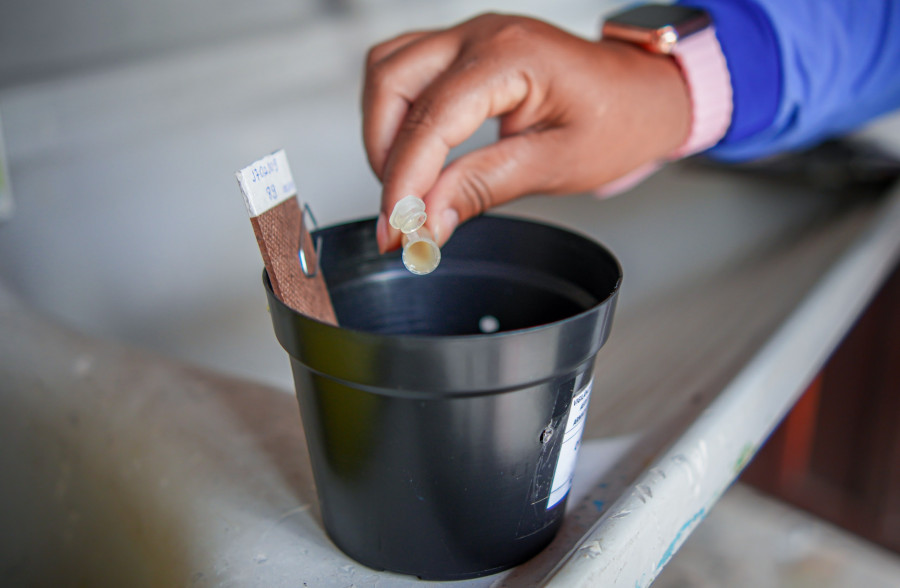 Instalação de armadilhas inteligentes reforça combate à dengue em Araguaína