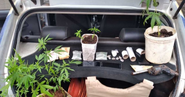 Pm Encontra Cultivo Caseiro De Maconha Na Casa De Suspeito De Tr Fico