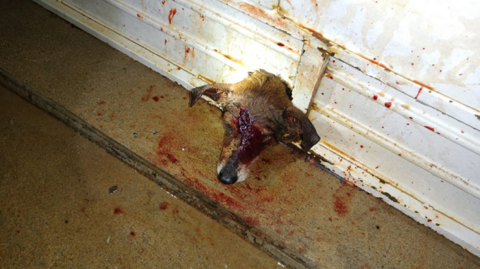 Cachorro estava ensanguentado e agitado.