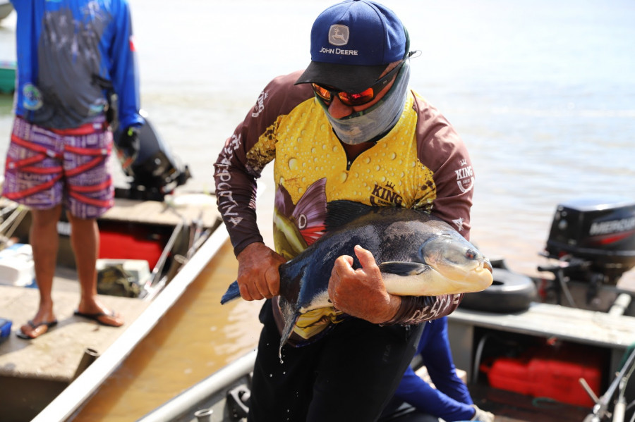 Cada peixe fisgado no Rio Araguaia foi levado vivo até o ponto de apoio para a medição e pesagem, e depois devolvido ao rio