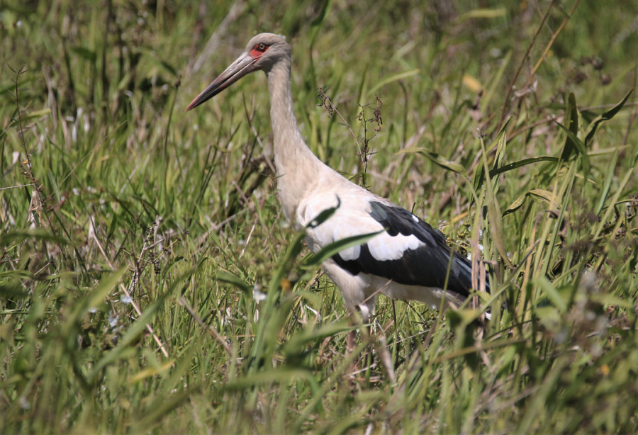 Maguari (Ciconia maguari). Foto: Tulio Dornas
