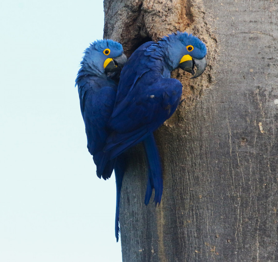 Arara-azul - Anodorynchus hyacintinus.Foto: Túlio Dornas