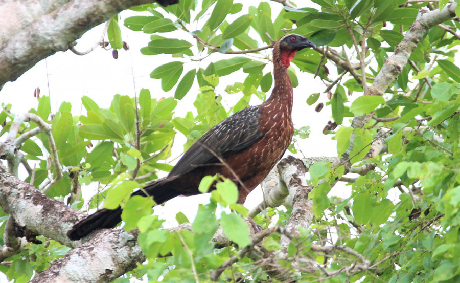Jacu-de-barriga-castanha (Penelope ochrogaster).Foto: Túlio Dornas