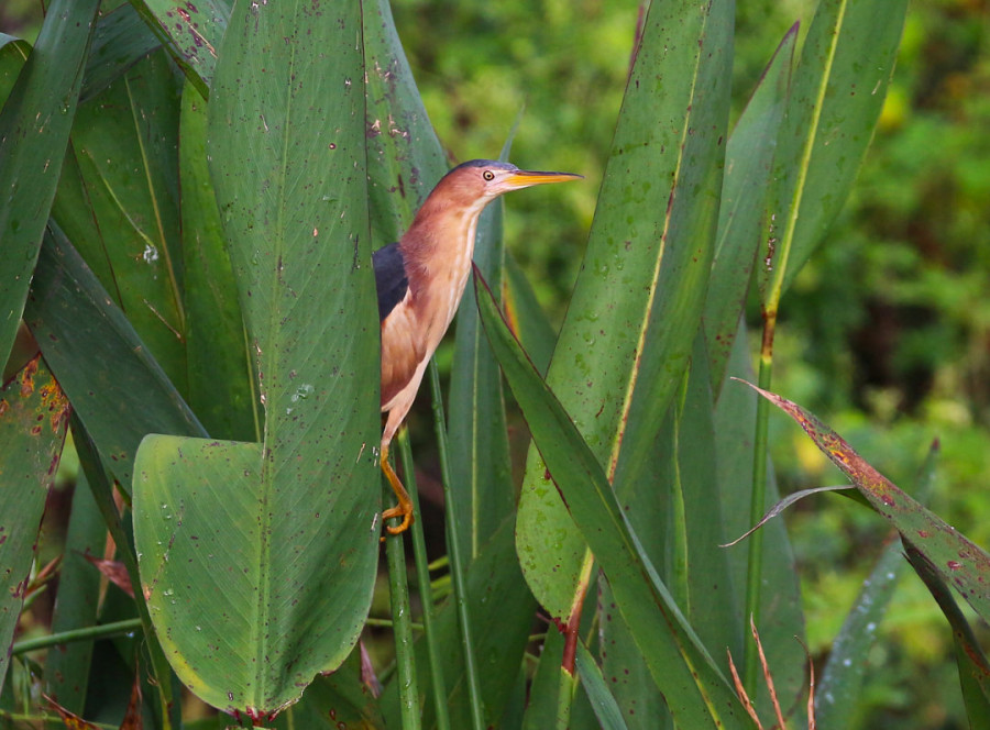 Socoí-vermelho (Ixobhrychus exilis).Foto: Túlio Dornas