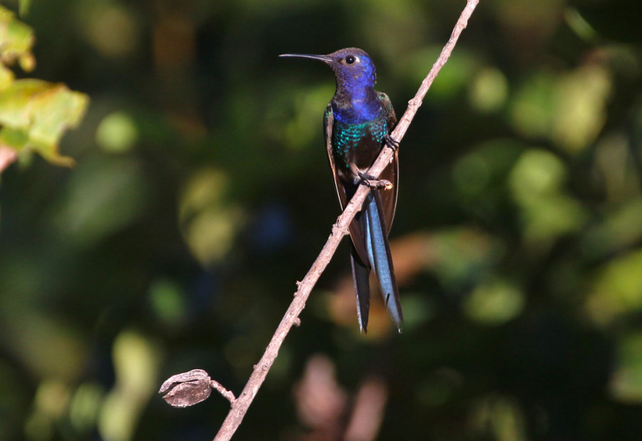 Beija-flor-tesoura (Eupetomena macroura) Foto: Tulio Dornas