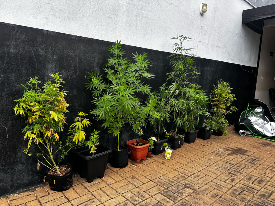 Pés de maconha apreendidos na casa do investigado. Foto: Araguaína Notícias