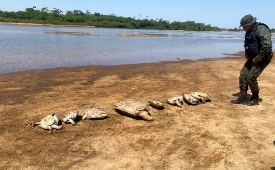  Foram apreendidas dez tartarugas vivas, posteriormente devolvidas à natureza - Polícia Militar/Governo do Tocantins