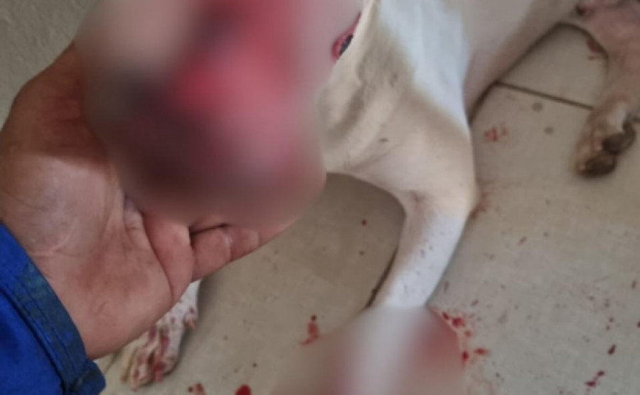 Cachorro ficou com o focinho e a pata feridos - Divulgação file
