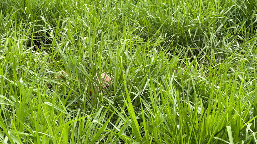O corpo estava abandonado em lote baldio no cruzamento da Avenida do Comércio com a Rua Amarilis.