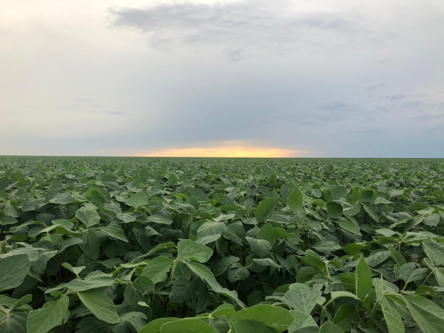 Com calendário agrícola favorável, a integração permite ao produtor trabalhar soja, milho e gado na mesma área, criando a possibilidade de uma terceira safra e ampliando a renda no campo tocantinense.