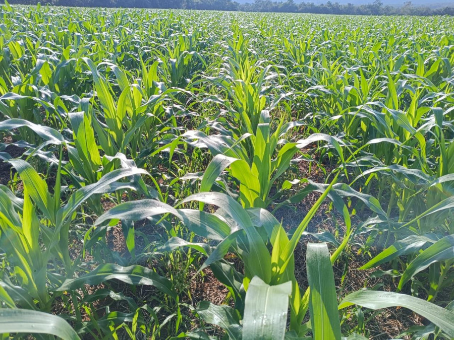 O Tocantins amplia as áreas com integração lavoura-pecuária, acompanhando movimento nacional que já soma mais de 17 milhões de hectares com sistemas integrados de produção no Brasil.