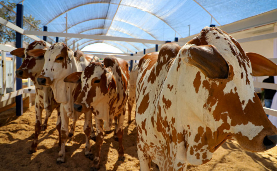  Na pecuária, o Tocantins mantém um dos maiores rebanhos bovinos do país, com mais de 11 milhões de cabeças - Aldemar Ribeiro/Governo do Tocantins 