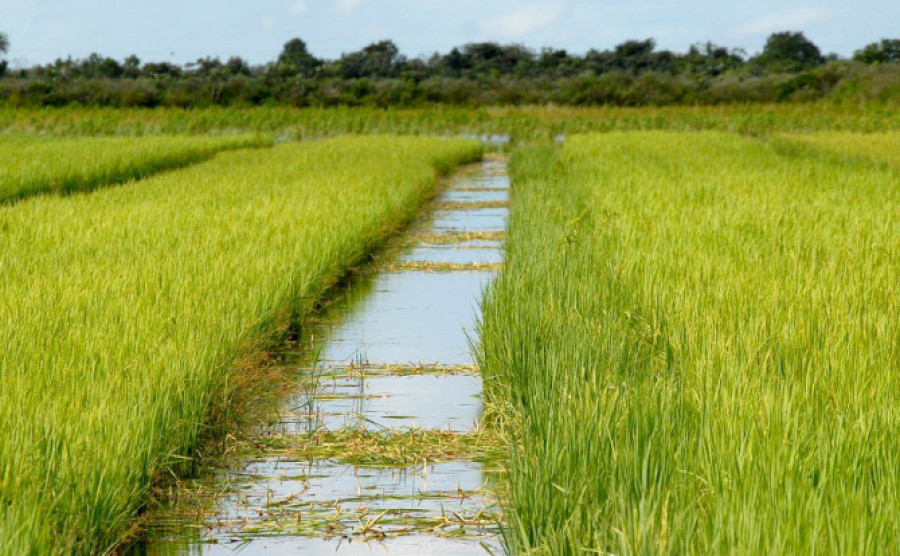  Lagoa da Confusão, Formoso do Araguaia, Pium e Dueré, formam o chamado “quadrilátero de ouro” da produção de arroz - Agricultura/Governo do Tocantins