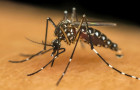 Mosquito Aedes aegypti.