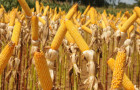 Área de cultivo do milho continua em expansão no Tocantins