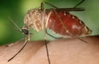 Para a prevenção da doença, a recomendação é remover possíveis criadouros de mosquitos, como água parada e folhas acumuladas.