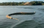 Cobra morta foi filmada no lago em Porto Nacional 
