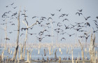 A geolocalização das aves migratórias, visando a prevenção à Influenza Aviária, está sendo realizada na Ilha do Bananal por ser considerada um dos sítios dessas aves