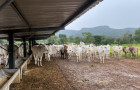 A equipe policial conseguiu localizar 28 cabeças de gado em uma propriedade destinada a confinamento