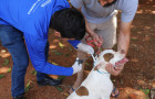 De quinta-feira a sábado, setores Monte Sinai, Jardim Flamboyant, Maracanã, Universitário e Jardim das Mangueiras receberão as visitas domiciliares dos agentes, realizando a vacinação de cães e gatos