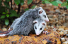 Presença de mucuras aumenta em ruas e quintais da Capital