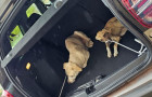Apesar da situação de maus tratos, dois cães conseguiram sobreviver e forAM resgatados 
