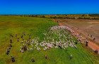 Araguaína possuía quase 302 mil cabeças de gado até novembro de 2024, terceiro maior rebanho do Estado. A carne da cidade é referência nacional e internacional, com o município sendo o único do Tocantins a exportar em quantidade relevantes para o exigente