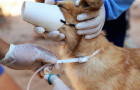 Em 35 bairros considerados prioritários, o Município faz o encoleiramento dos cães, com visitas de casa em casa e substituição das coleiras a cada seis meses