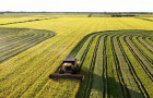 Produção de arroz no Tocantins abastece o mercado interno e exporta para o Norte e o Nordeste