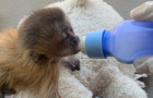  Os animais receberam alimentação adequada a cada espécie