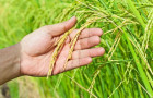 Tocantins ocupou posição de destaque no valor de produção do arroz (em casca) do país.