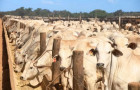Tocantins tem 11,6 milhões de cabeças de gado.
