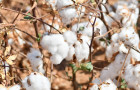 O Tocantins teve um crescimento de 58% na área de cultivo do algodão, o vazio sanitário visa assegurar a sanidade das lavouras 