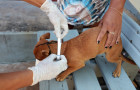Em 35 bairros considerados prioritários, o Município faz o encoleiramento dos cães, com visitas de casa em casa e substituição das coleiras a cada seis meses