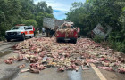 Restos de carne são espalhados pela pista após acidente na BR-010 