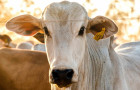 Rastreabilidade garante controle sanitário e segurança alimentar, elevando a qualidade da carne e ampliando oportunidades