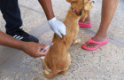 A vacinação é destinada a cães e gatos em bom estado de saúde a partir dos três meses de idade, não havendo restrição para fêmeas gestantes ou amamentando.