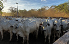 Evento em Paraíso do Tocantins comercializou animais de alto padrão genético e movimentou o setor
