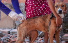 Iniciada no final de abril, a campanha neste ano tem a meta de vacinar aproximadamente 34 mil cães e gatos