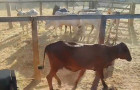 Polícia Civil recuperou 23 cabeças de gado furtadas e apreendeu o caminhão utilizado no transporte dos animais.