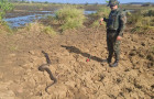 Sucuri foi solta em uma área de preservação ambiental de Palmas.