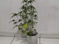  Planta de maconha apreendida durante a operação Ruptura, em Filadélfia