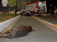 Cachorro morreu no local; equipes do Samu prestaram socorro às vítimas do acidente na Via Norte, em Araguaína.