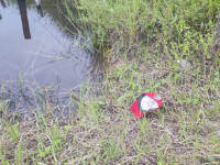 Idoso morreu após ataque de abelhas na zona rural de Araguaína